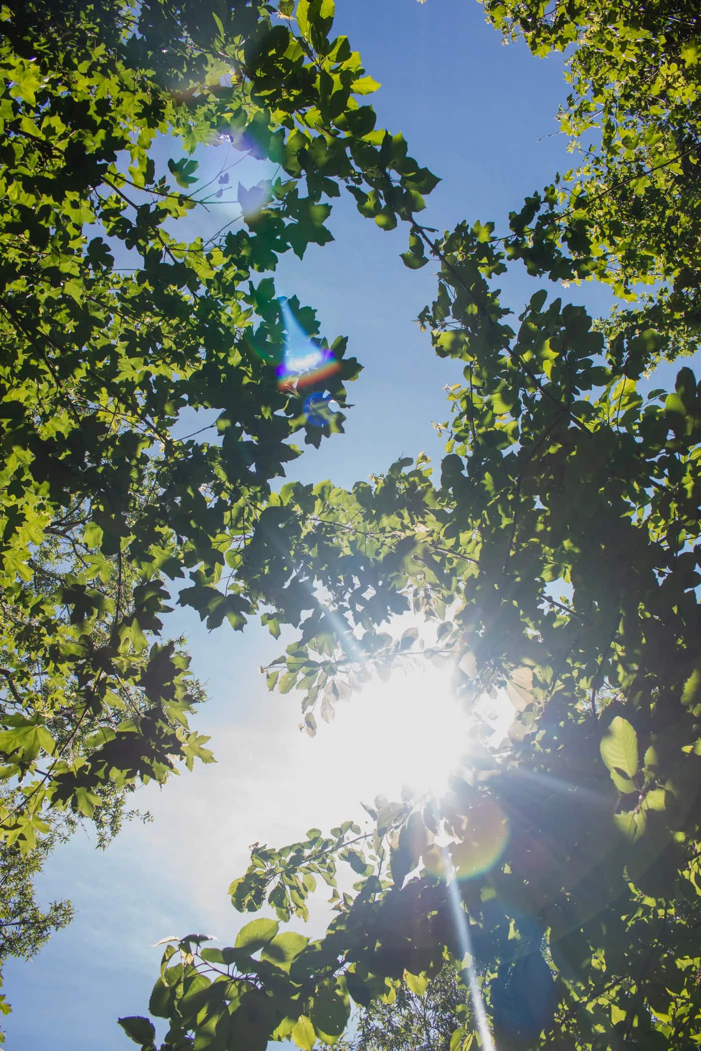 Lucht door de bomen